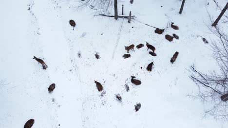 Manada-De-Alces-Descansando-En-El-Invierno-Antena-Descendente