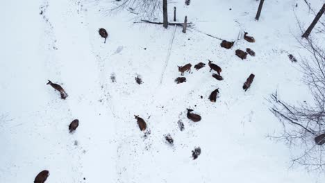 elk herd resting in the winter descending aerial
