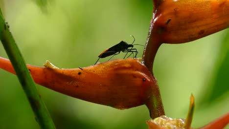 a black bug sits still on an orange plant in the middle of the forest