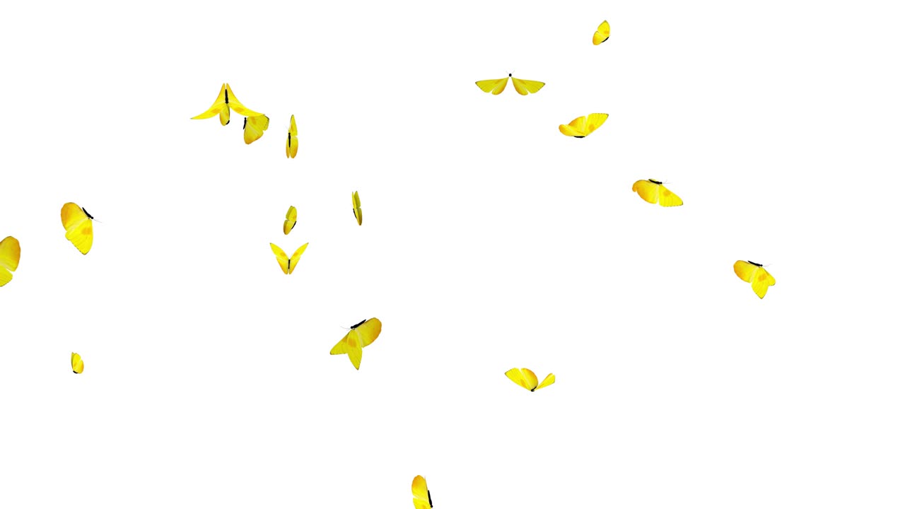 farfalle che volano animazione. ciclo senza seme