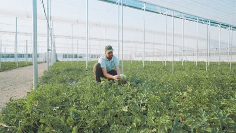 farmer harvesting watermelon in greenhouse