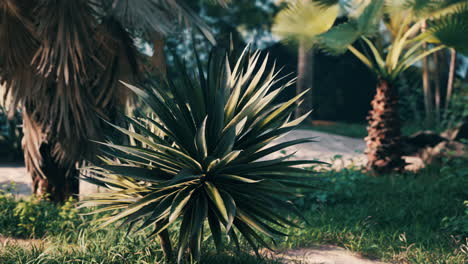 tropical palms and plants at sunny day