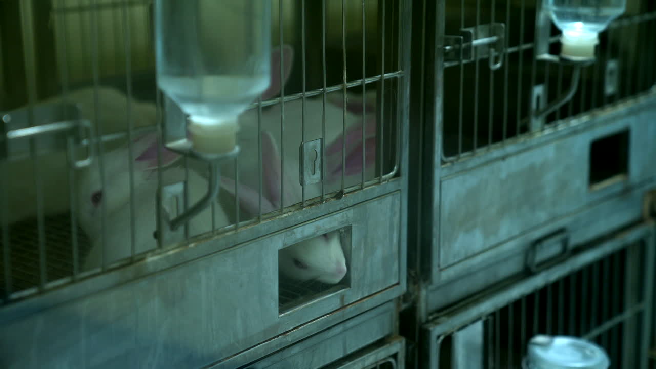 실험용 토끼를 통제된 환경에서 경험하세요. 과학적, 교육적, 또는 의학적 프로젝트에 완벽합니다.