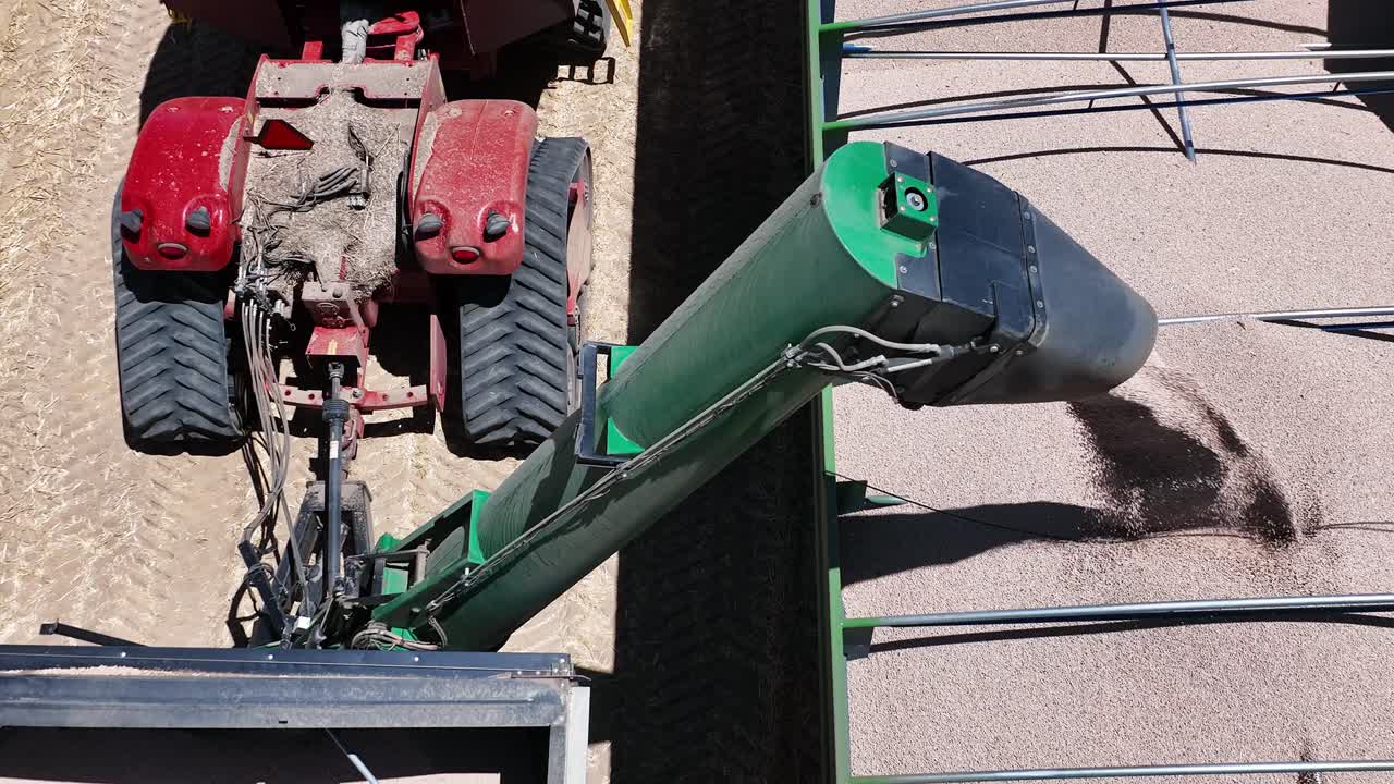 대규모 루핀 수확 작업 중에 작동하는 첨단 기계와 정밀도를 탐구합니다.