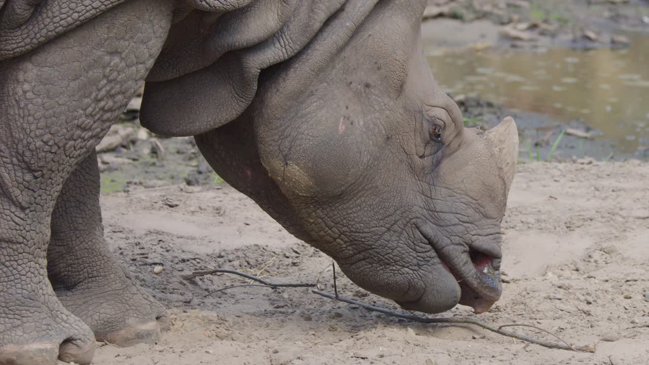 A Greater One-Horned Rhinoceros lowers its head to graze on sandy ground in natural daylight, captured in a steady side profile close-up