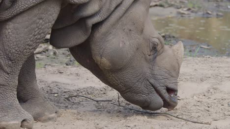 a greater one-horned rhinoceros lowers its head to graze on sandy ground in natural daylight, captured in a steady side profile close-up