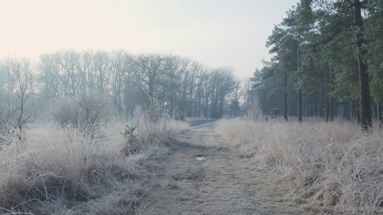 Frosted Winter Forest Path