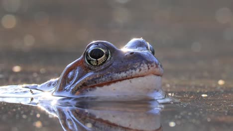 Brown-frog-(Rana-temporaria)-close-up-in-a-pond.