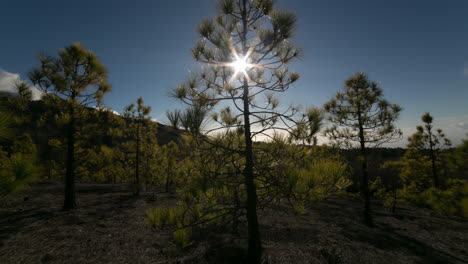 timelapse de pinos en el viento y el sol, isla volcánica de la palma, isla canaria