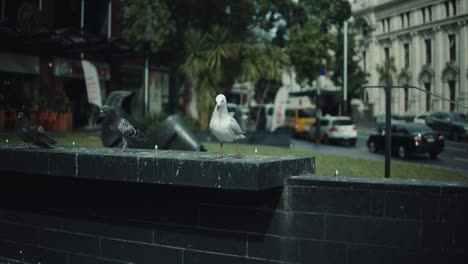 pigeons and seagull perching on black stone wall on street of auckland