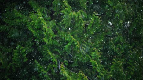 Fokussieren-Sie-Den-Übergang-Vom-Fallenden-Schnee-Zu-Den-Bäumen-Im-Hintergrund-In-Zeitlupe