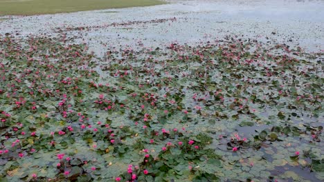 Seerosenteich-Flussmeer,-Blühende-Seerose,-Schöne-Luftaufnahme,-Blüte,-Feld,-Rot,-Morgen,-Trackshot,-Große-Gruppe,-Pflanze