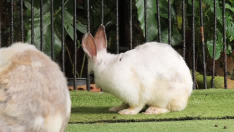 two rabbits in a cage