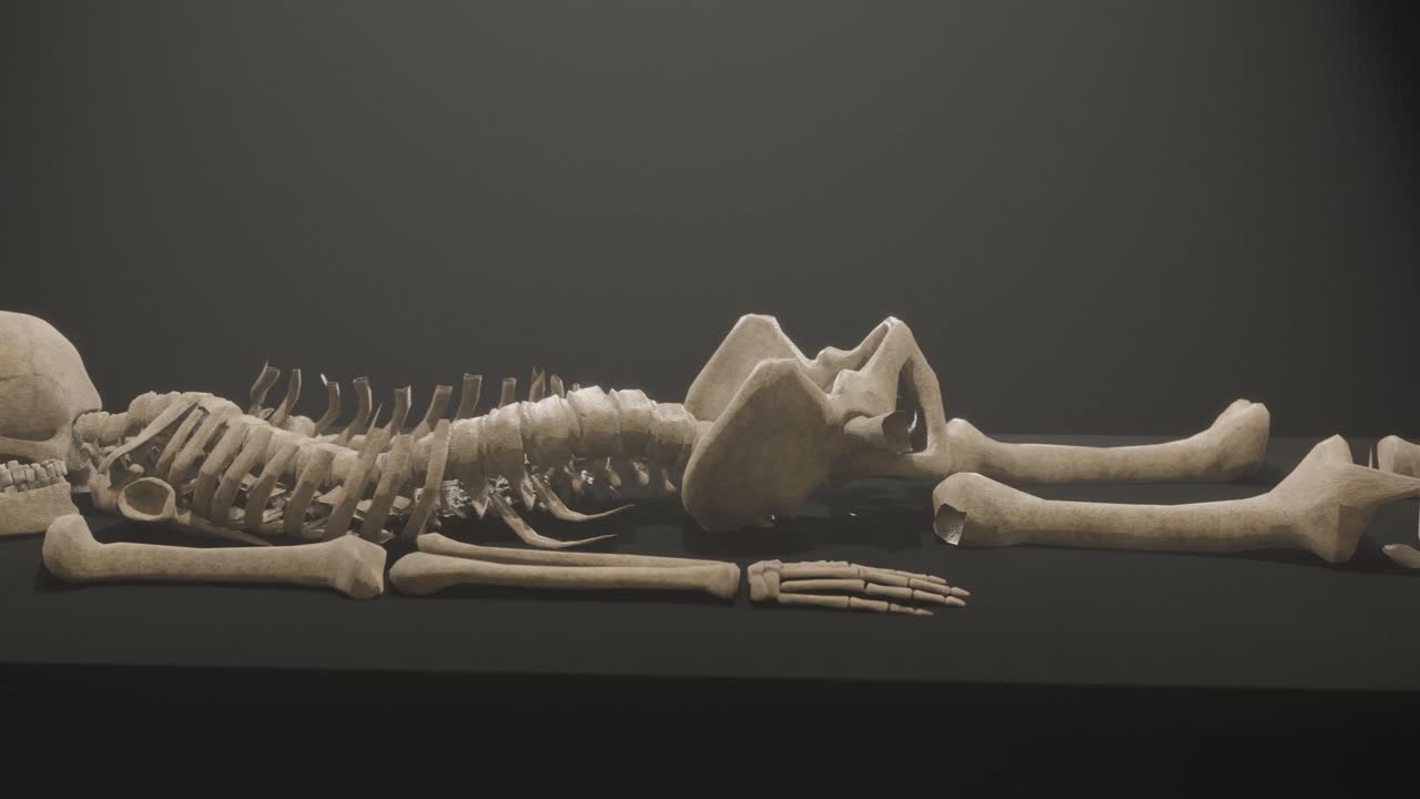 3D animation showing a profile view of a skeleton being examined under a light