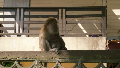 wild monkey hugging a baby on concrete city fence in thailand