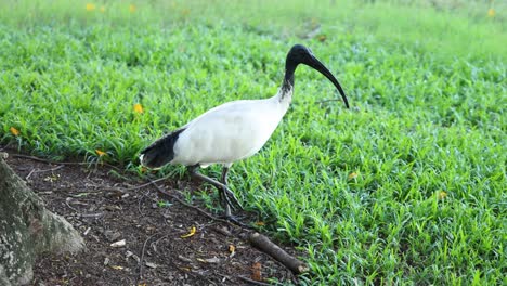 bird pecking ground, walking in grassy area.