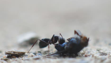 black ants eaten a dead flies - close up shot