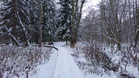 experience the magic of winter in the forest: a stunning collection of images featuring a snowy path, majestic trees, and a world of solitude perfect for your next winter campaign