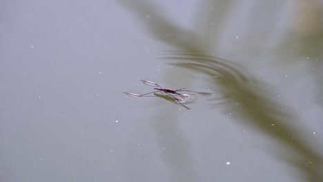 water skimmer swimming on the surface of a pond,close up shot