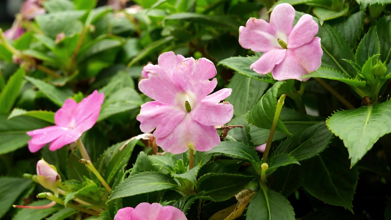 Pink impatiens flowers blooming in Huangpu District park, Shanghai, China 4K25p