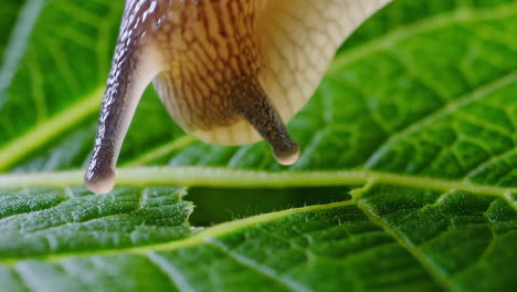 close-up of a snail or slug on a green leaf
