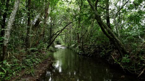 drone follows a creek while flying under overhanging trees, capturing unique footage of the surrounding environment