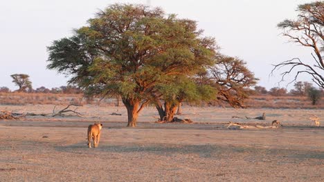 african lion walks slowly to acacia tree shade where other lions rest