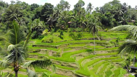 las fascinantes terrazas de arroz tegallalang en la isla de bali, indonesia, mientras el dron vuela entre dos palmeras, ofreciendo una perspectiva única e inmersiva