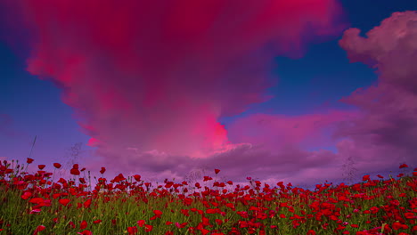 Zeitrafferaufnahme-Einer-Rot-Blühenden-Mohnfarm-Mit-Wolken,-Die-Bei-Sonnenuntergang-Am-Himmel-Fliegen