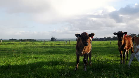 panning shot of herd of cow calf in meadow