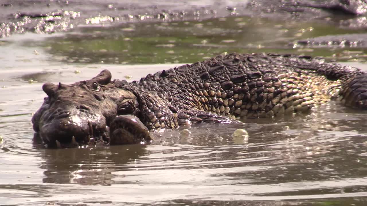 에버글레이즈의 늪에서 휴식을 취하는 악어