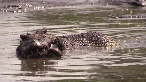 un caimán descansa en un pantano en los everglades