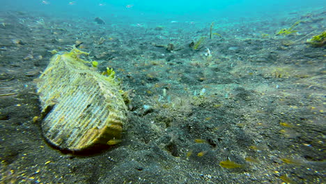 Zapato-Humano-Desechado-En-El-Fondo-Del-Mar.