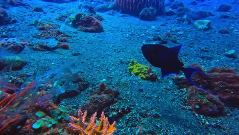 Ballesta-De-Dientes-Rojos-Nadando-Cerca-Del-Fondo-Del-Océano-Y-Los-Arrecifes-De-Coral