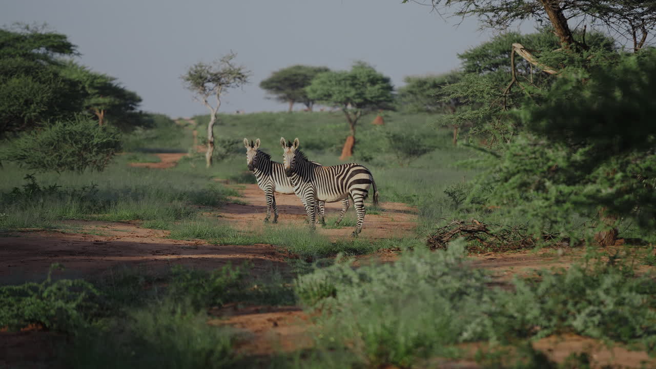 Zebras in African Savanna