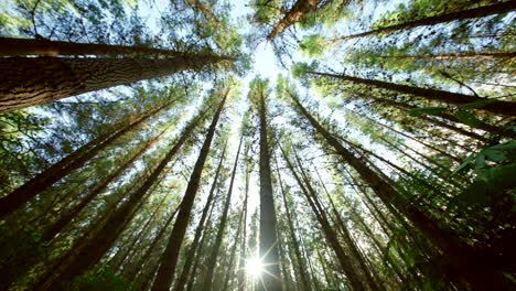 majestic pine forest: sunlight streaming through tall trees