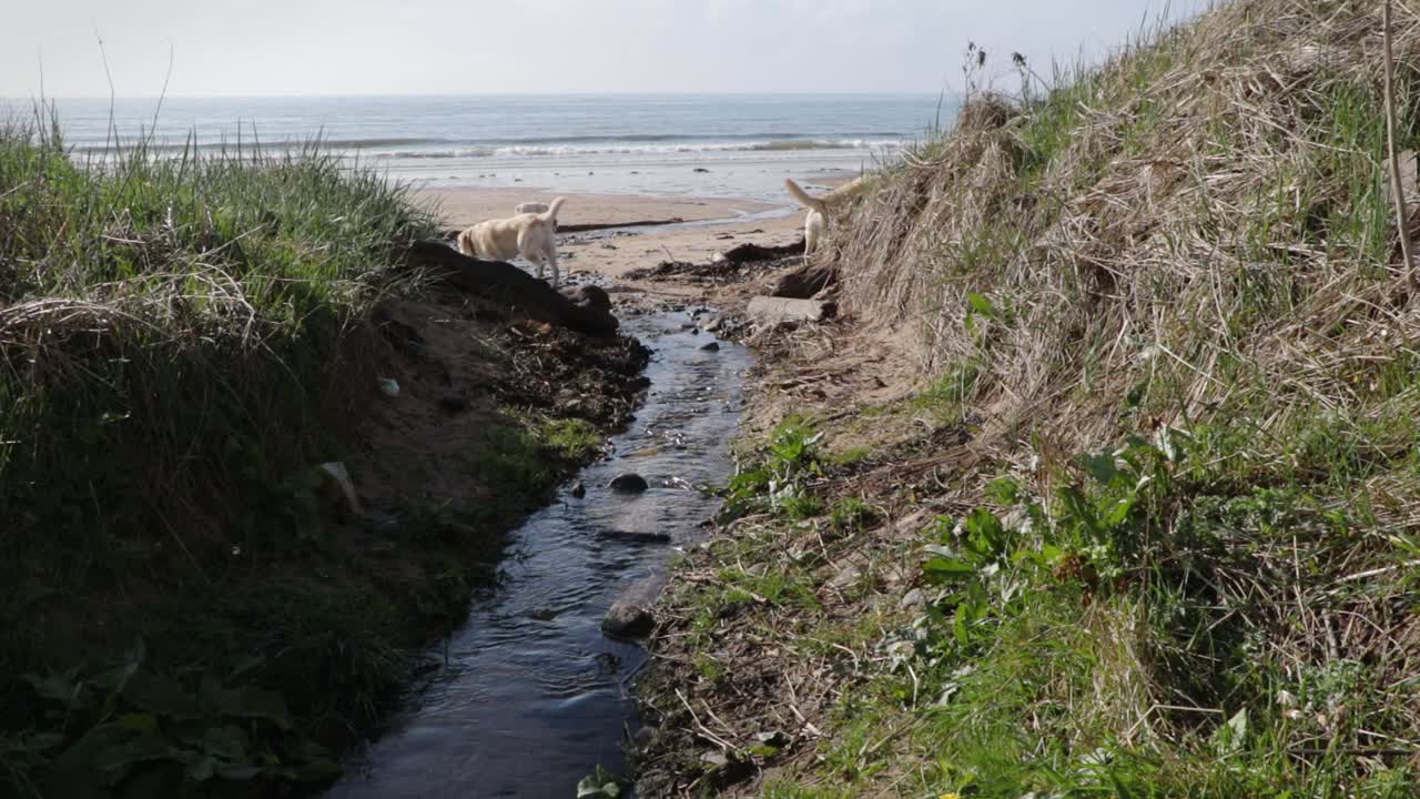 los golden retrievers son curiosos en la desembocadura de un pequeño arroyo.