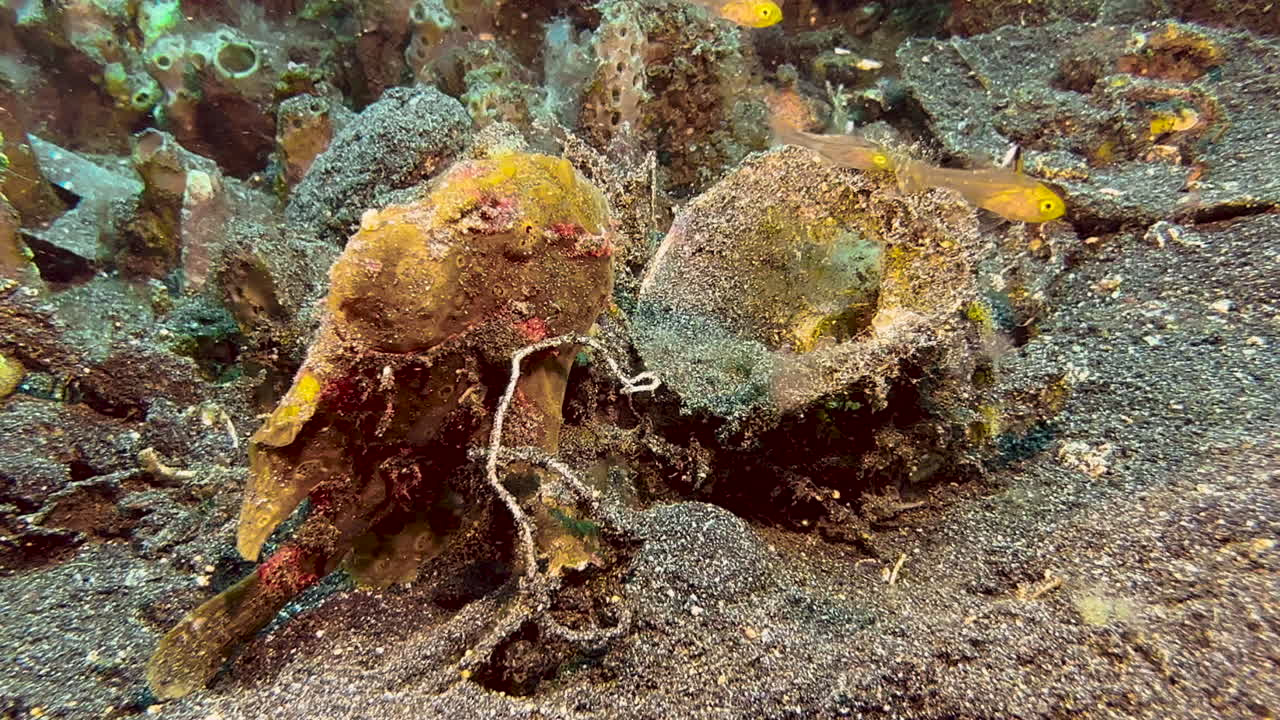 개구리 물고기가 먹이를 포위하고 죽인다. 처음에는 움직이지 않고 앉아 있는데, 한 무리의 카디널피쉬가 다가온다.
