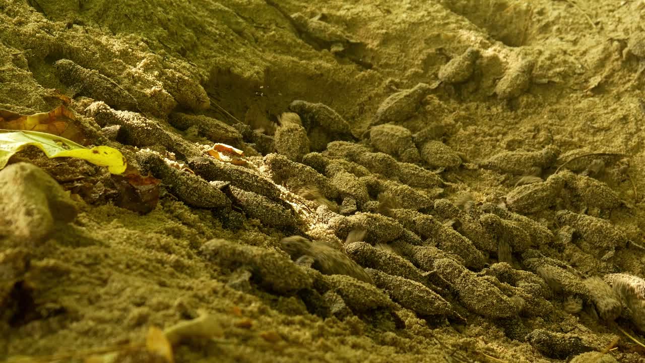 las tortugas marinas eclosionan y salen del nido hacia el océano