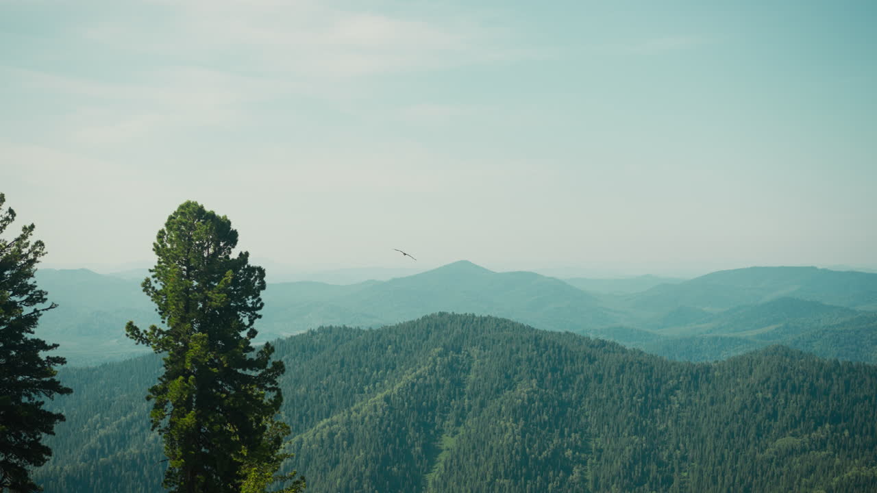 montañas onduladas cubiertas de varias plantas y pájaros volando en el cielo. impresionante escena de tierras altas y extenso bosque de coníferas. maravilloso paisaje de verano