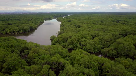 aerial view of lush green mangrove forest with winding river