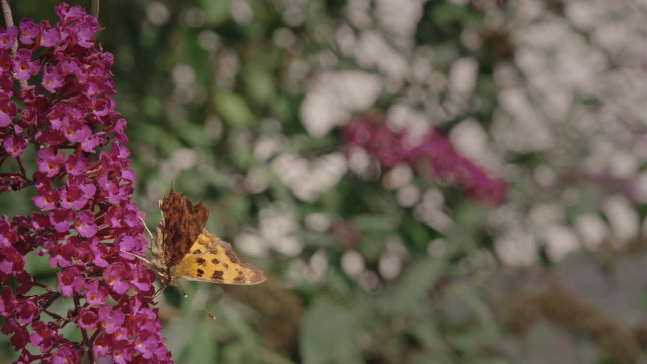 Primo piano di farfalla al rallentatore su fiore di buddleja rosa, 240fps