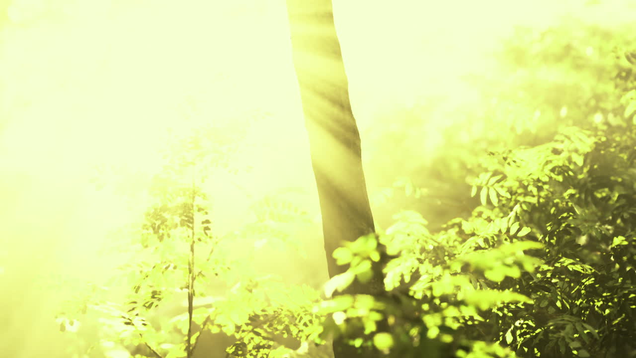 Sunlight filters through lush greenery in a tranquil forest setting