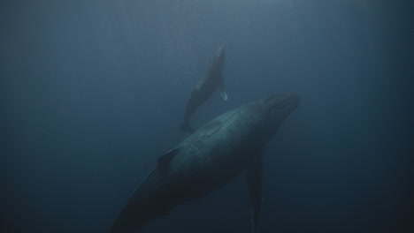 Una-Cría-De-Ballena-Jorobada-Recién-Nacida-Sale-Del-Agua-Por-Primera-Vez