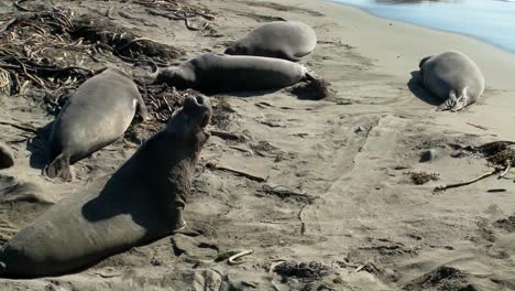 Elefantes-Marinos-Se-Encuentran-En-La-Playa