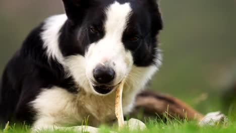 black and white border collie lying in grass, ears pricked, chewing a stick in soft natural light with shallow depth of field in rural pasture, static close-up handheld shot