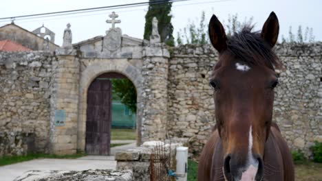 horse in the enclosure of ferreira de panton monastery in lugo spain