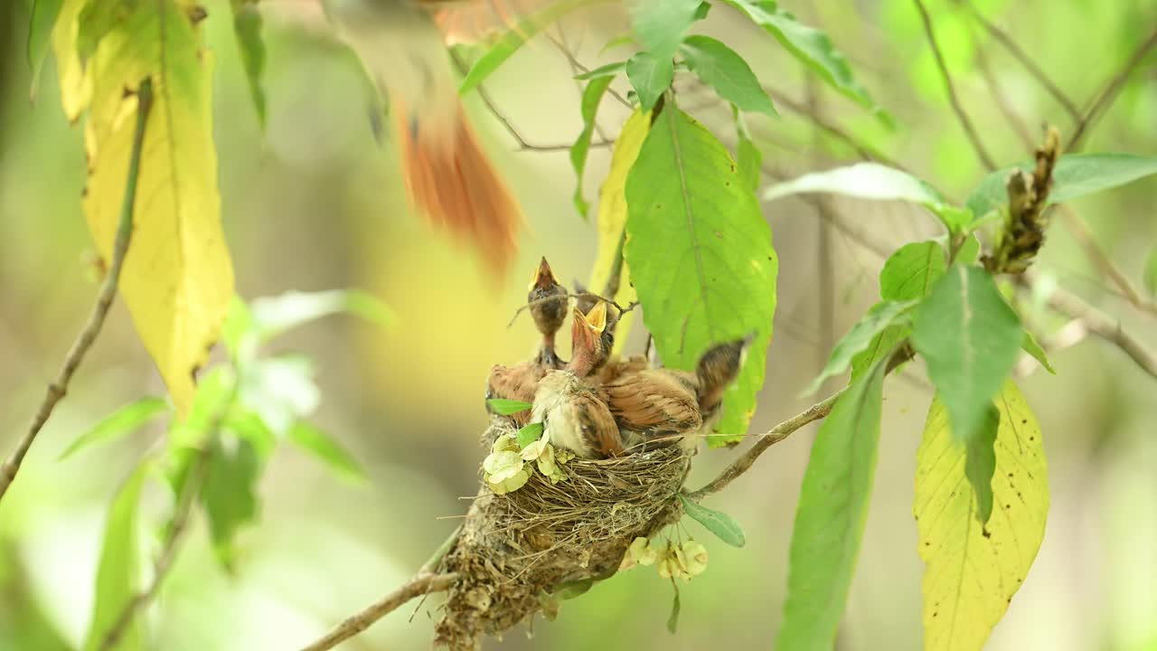 Indian paradise fly catcher Feeding Chicks in Nest