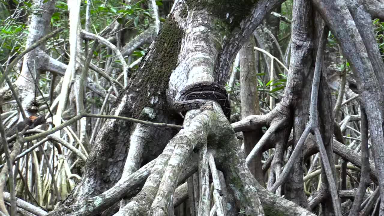 Boa constrictor, primo piano su un esemplare tra le radici di mangrovia rossa.