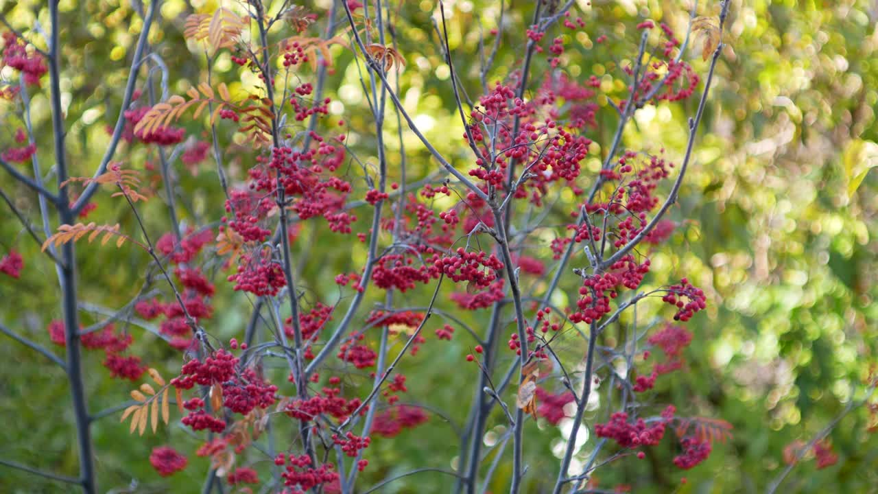 colorido fondo de la naturaleza de otoño en el fondo hojas amarillas y verdes en el primer plano rowan rojo